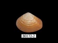 藏品(日本厚蛤)的圖片